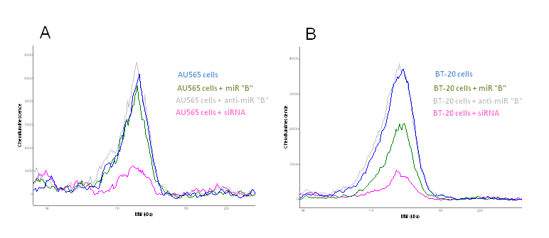 Figure 2 and B. Protein lysates from human breast cancer cells are transfected with 1) a miRNA precursor, 2) a miRNA inhibitor for the certain miRNA (anti-miR) and 3) a siRNA knocking down the protein of interest. The miRNA is in silico predicted to regulate the expression of a certain protein and the protein expression is analyzed using capillary western blotting (Peggy Sue, Proteinsimple, Biotechne). Blue curve show protein expression in not transfected cells, green curve show the protein expression in cells transfected with miRNA 